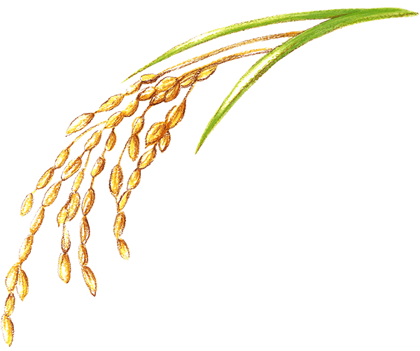 ミヤコガネの稲